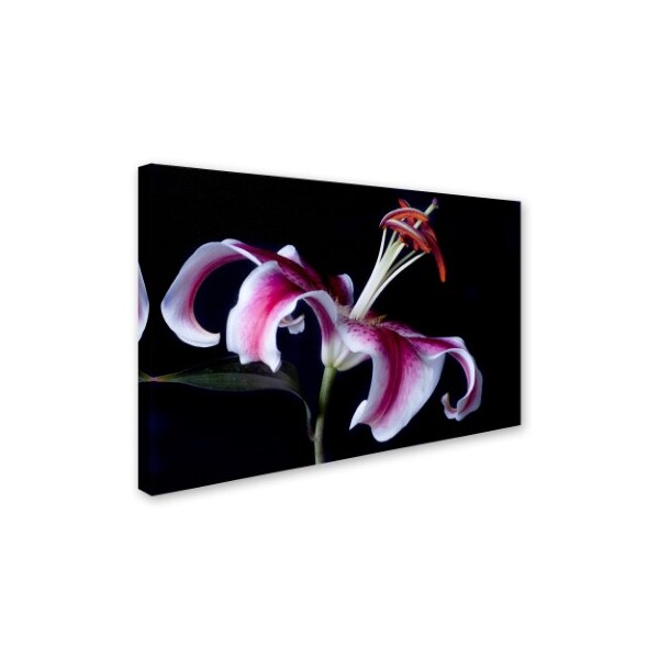 Lori Hutchison 'Fancy Pink Lily' Canvas Art,22x32